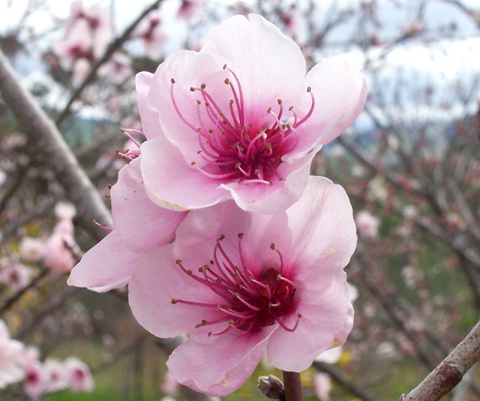 Hoa đào phai, một biểu tượng mùa xuân tuyệt đẹp của núi rừng
